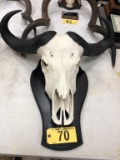 CAPE BUFFALO EUROPEAN MOUNT