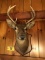 8-POINT WHITETAIL DEER HEAD MOUNT