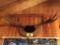 MOOSE ANTLERS, 39