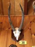 WATERBUCK HORN MOUNT, ZAMBIA, AFRICA JULY 1969