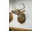 5-POINT WHITETAIL DEER HEAD TAXIDERMY MOUNT