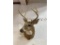 4-POINT WHITETAIL DEER HEAD TAXIDERMY MOUNT