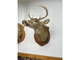 5-POINT WHITETAIL DEER HEAD TAXIDERMY MOUNT