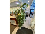 LOT OF 2-PLANTS