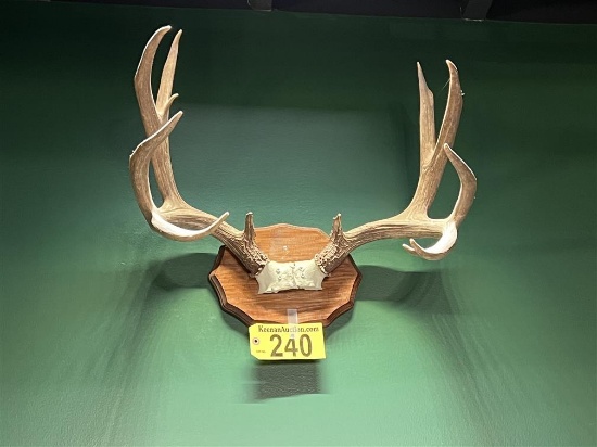BUCK ANTLER MOUNT