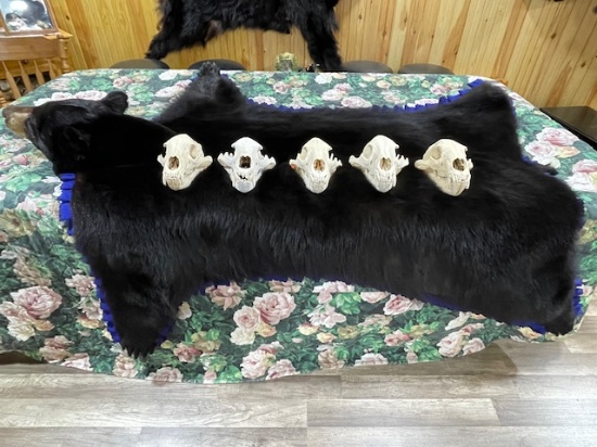 BID PRICE X 5, (5) POPE & YOUNG BLACK BEAR SKULLS