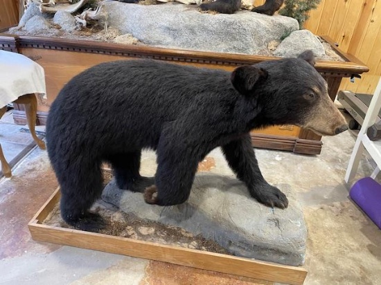 BLACK BEAR 1992, 135LB, GREENBUSH, ME.  MR. HAMELS'S FIRST BEAR