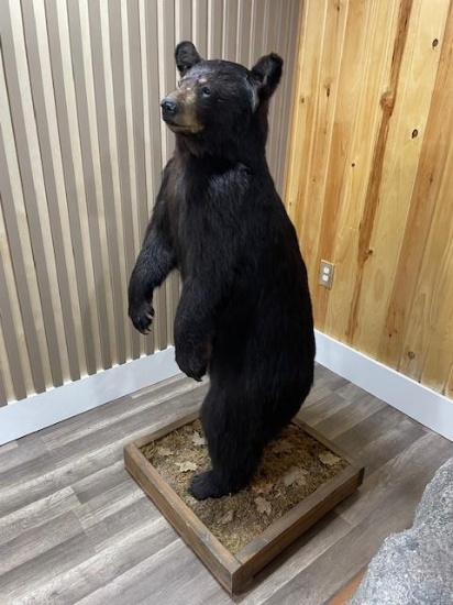 BLACK BEAR - SPRING OF 1996, 120LBS, NEW BRUNSWICK, CANADA