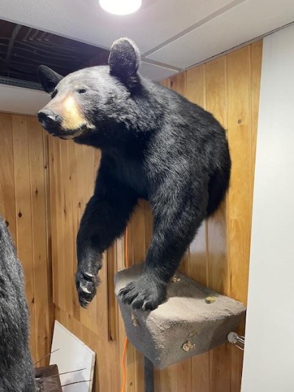 BLACK BEAR, 2013 287LB, PASSADUMKEAG, ME  HARVESTED THROUGH TRAPPING.