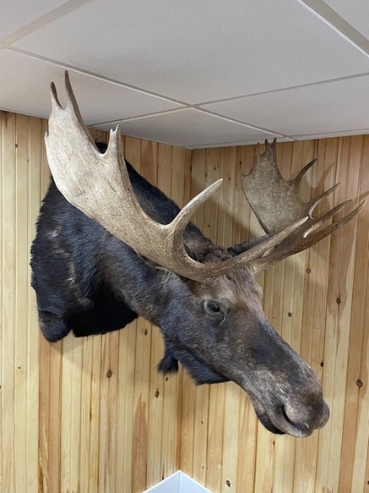 MOOSE, 2012, 787LB, SPREAD 47", PORTAGE, ME  ZONE 2.