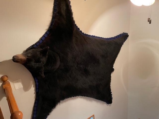 BLACK BEAR RUG, 2009, 377LB, NEW BRUNSWICK, CANADA