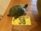 SARREID TURTLE, RETAIL $35