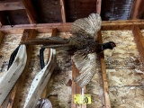 PHEASANT MOUNT