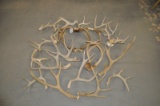 20pc Antlers