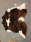 Cowhide Rug 87