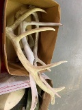 Lot of Horns & Antlers