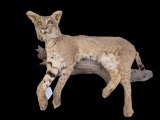 Bobcat Mount on a log