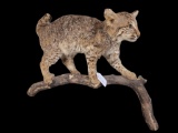 Bobcat Mount on a limb