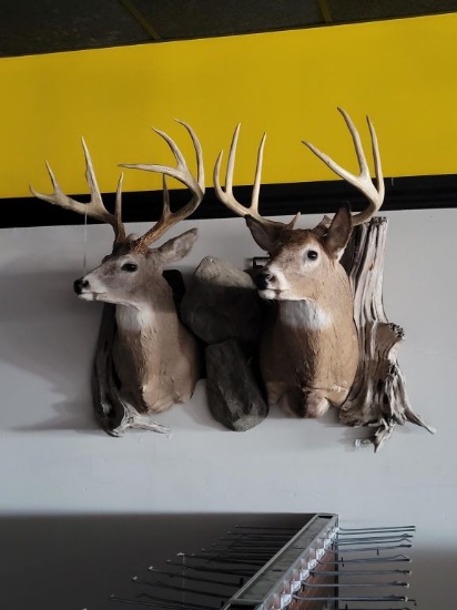 Taxidermy