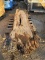 Beautiful Pecan Wood Slab