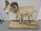 Full-Size Ram with Base