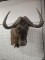 Wildebeest Shoulder Mount