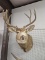 Whitetail Deer Shoulder Mount