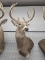 Whitetail Deer Shoulder Mount