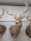 Whitetail Deer Shoulder Mount