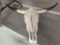 Cattle Skull