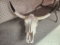Cattle Skull