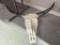 Cattle Skull