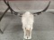 Cattle Skull