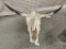 Cattle Skull