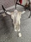 Cattle Skull