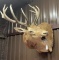 Elk Shoulder Mount