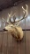 Elk Shoulder Mount