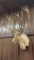 Caribou Shoulder Mount