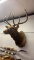 Elk Shoulder Mount