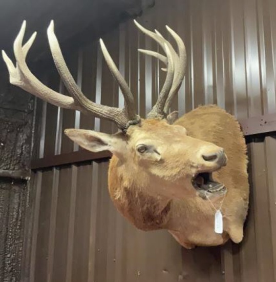 Elk Shoulder Mount