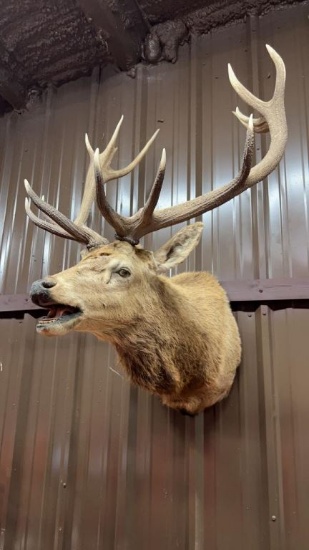 Elk Shoulder Mount