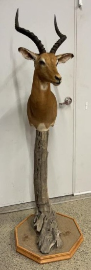 Impala Mount on Pedestal