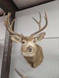 Whitetail Deer Shoulder Mount