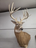 Whitetail Deer Shoulder Mount