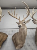 Whitetail Deer Shoulder Mount