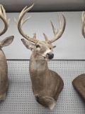 Whitetail Deer Shoulder Mount