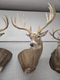Whitetail Deer Shoulder Mount