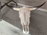 Cattle Skull