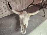 Cattle Skull