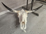 Cattle Skull